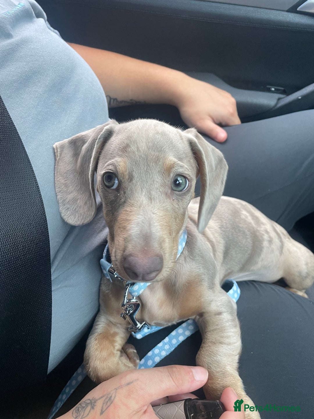 Miniature Dachshund dogs for sale: Frank  - Advert 7