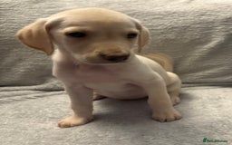 Labrador Retriever dogs for sale: Ready now beautiful Labrador retriever puppies - Image 14