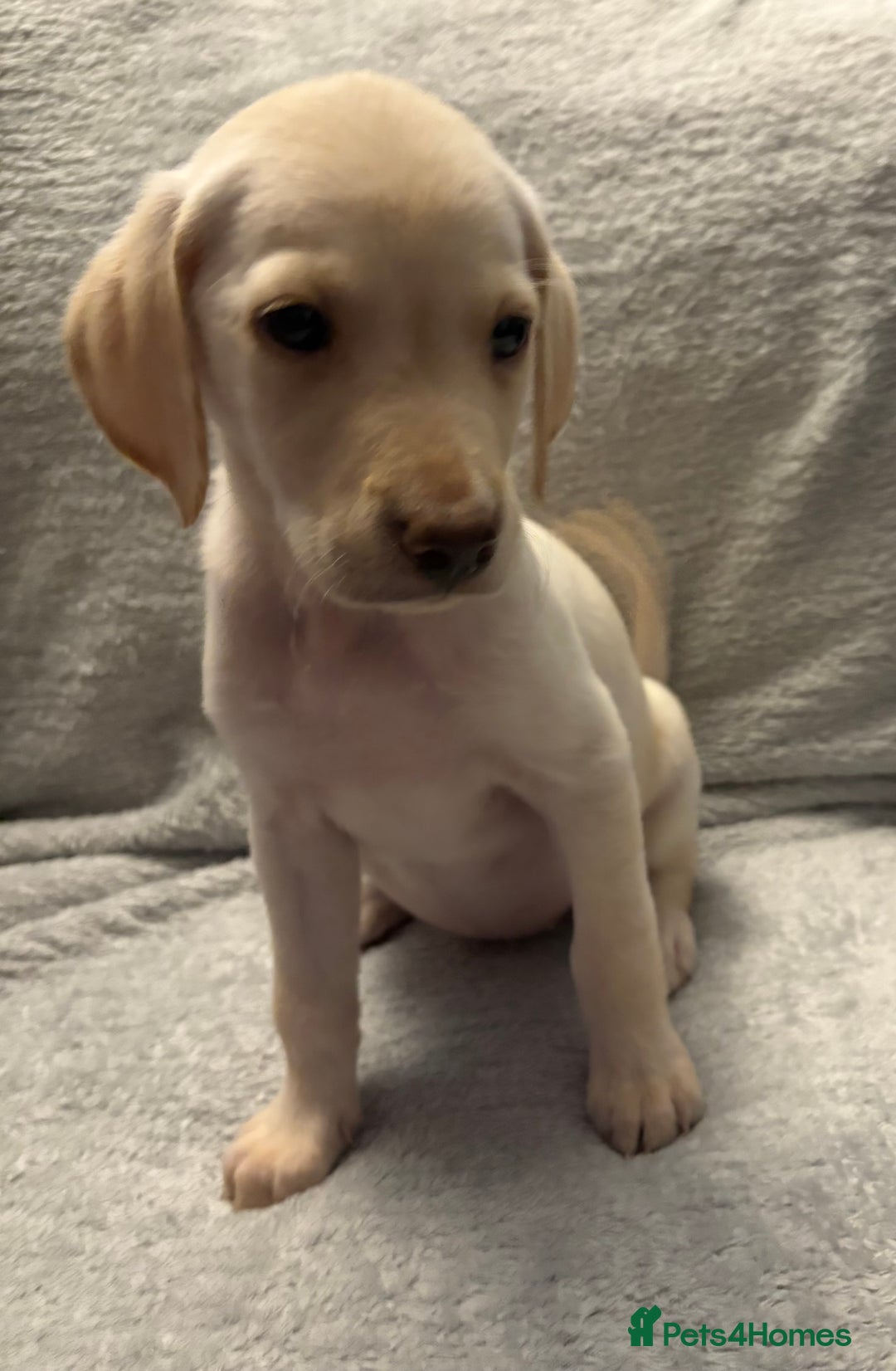 Labrador Retriever dogs for sale: Ready now beautiful Labrador retriever puppies - Image 14