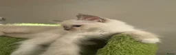 Ragdoll cats for sale: Pure Ragdoll Boys Available now  - Advert 5