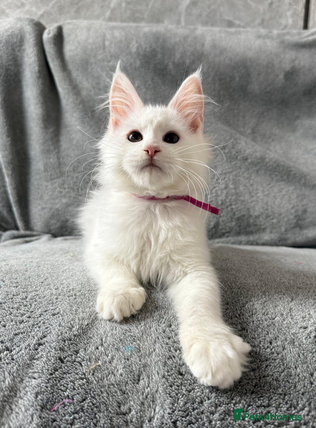 Maine Coon cats for sale: Maine Coon Kittens TICA Registered Cattery  - Image 20