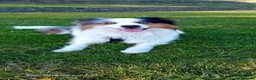 Border Collie dogs for stud: Hugo Border Collie Male - Advert 4