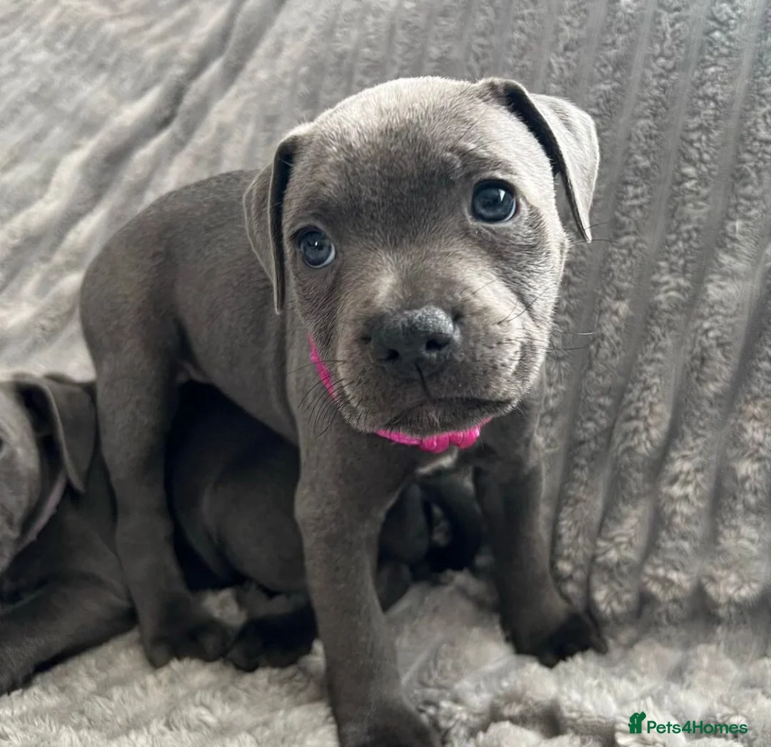 Staffordshire Bull Terrier dogs for sale: Blue Staffordshire bull terrier puppies in Luton - Advert 7