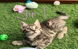 Mixed Breed cats for sale: 5 kitten’s available today  - Image 1