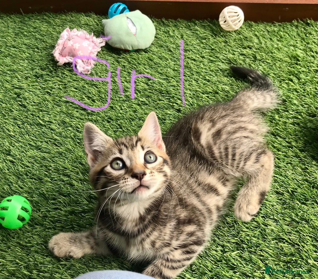 Mixed Breed cats for sale: 5 kitten’s available today  - Image 1
