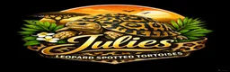 Tortoise reptiles for sale: Leopard spotted Tortoises  - Advert 12