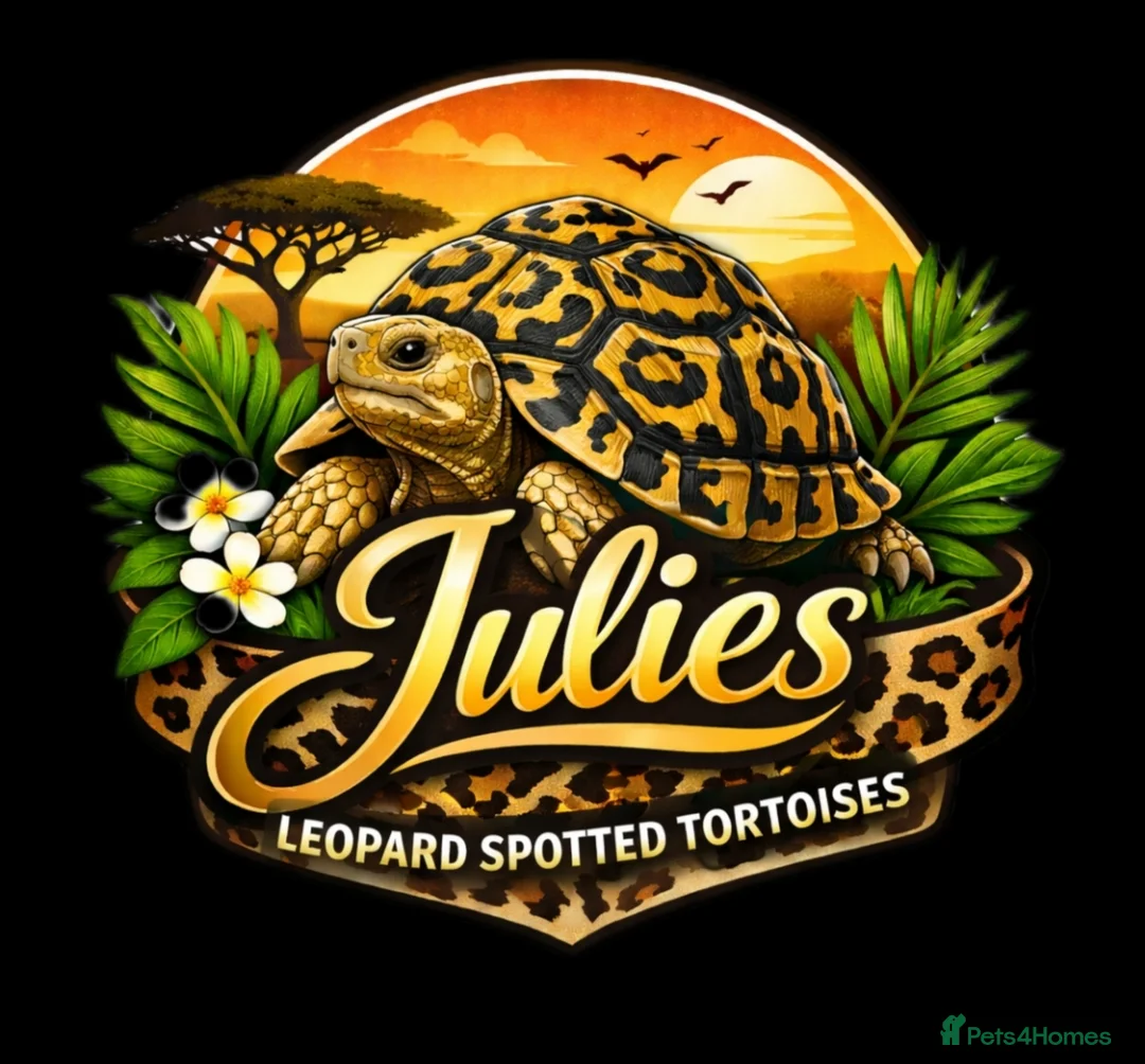 Tortoise reptiles for sale: Leopard spotted Tortoises  - Advert 12