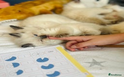 Ragdoll cats for sale: Stunning Rainbow of Ragdoll Kittens - Image 14