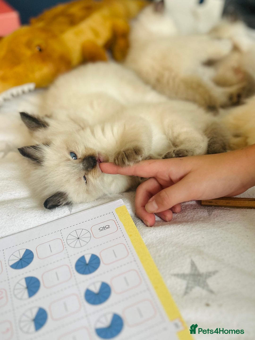 Ragdoll cats for sale: Stunning Rainbow of Ragdoll Kittens - Image 14