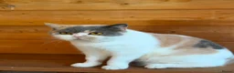 British Shorthair cats for sale: Ex breeding queen looking for a new home - Advert 4