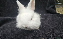 Cashmere Lop rabbits for sale: Ready to go albino cashmere x lion head female - Image 2