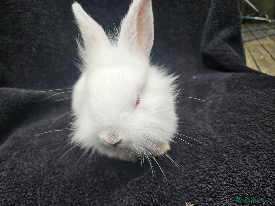 Cashmere Lop rabbits for sale: Ready to go albino cashmere x lion head female - Image 2