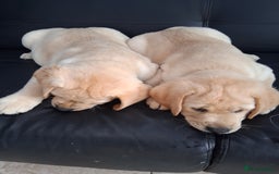 Labrador Retriever dogs for sale: Two handsome boys avaliable now - Image 4