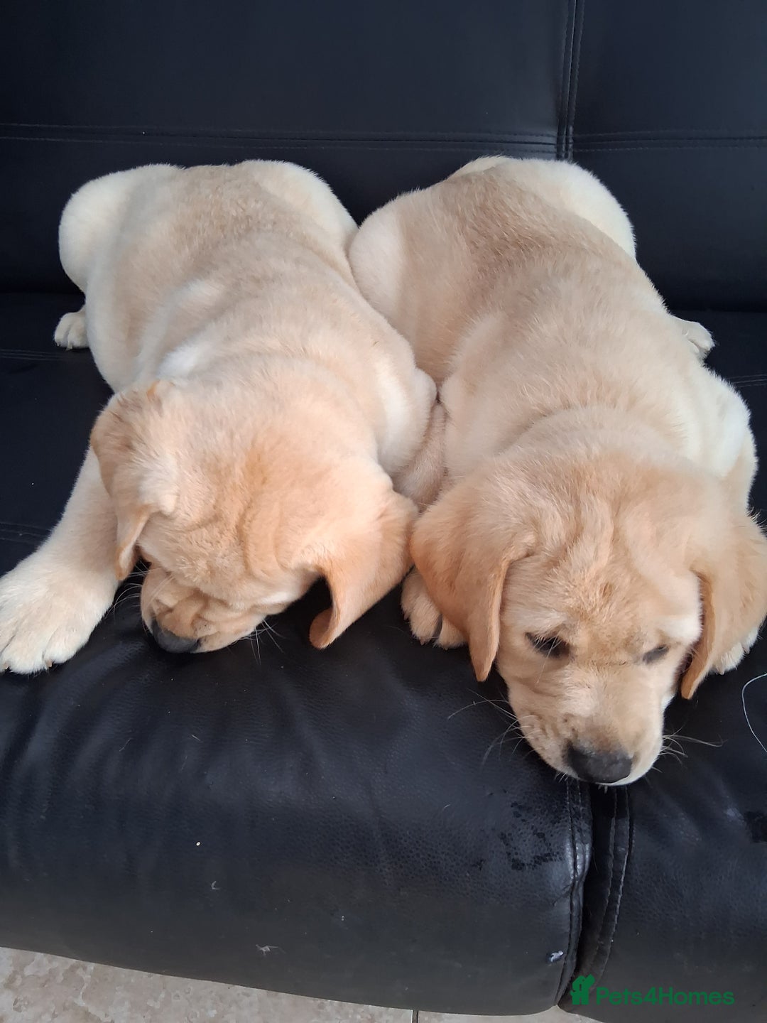 Labrador Retriever dogs for sale: Two handsome boys avaliable now - Image 4