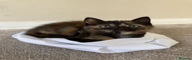 Tortie Female