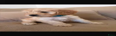 Cockapoo 2