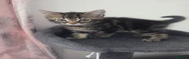 Persian 2