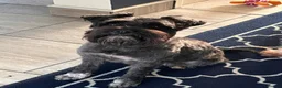Miniature Schnauzer dogs for sale: Stunning KC reg black miniature schnauzer puppies - Advert 2