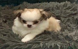 Chihuahua dogs for sale: Stunning KC registered long coat chihuahuas boys - Image 9