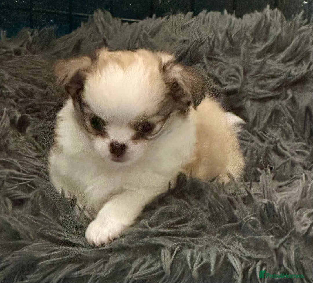 Chihuahua dogs for sale: Stunning KC registered long coat chihuahuas boys - Image 9