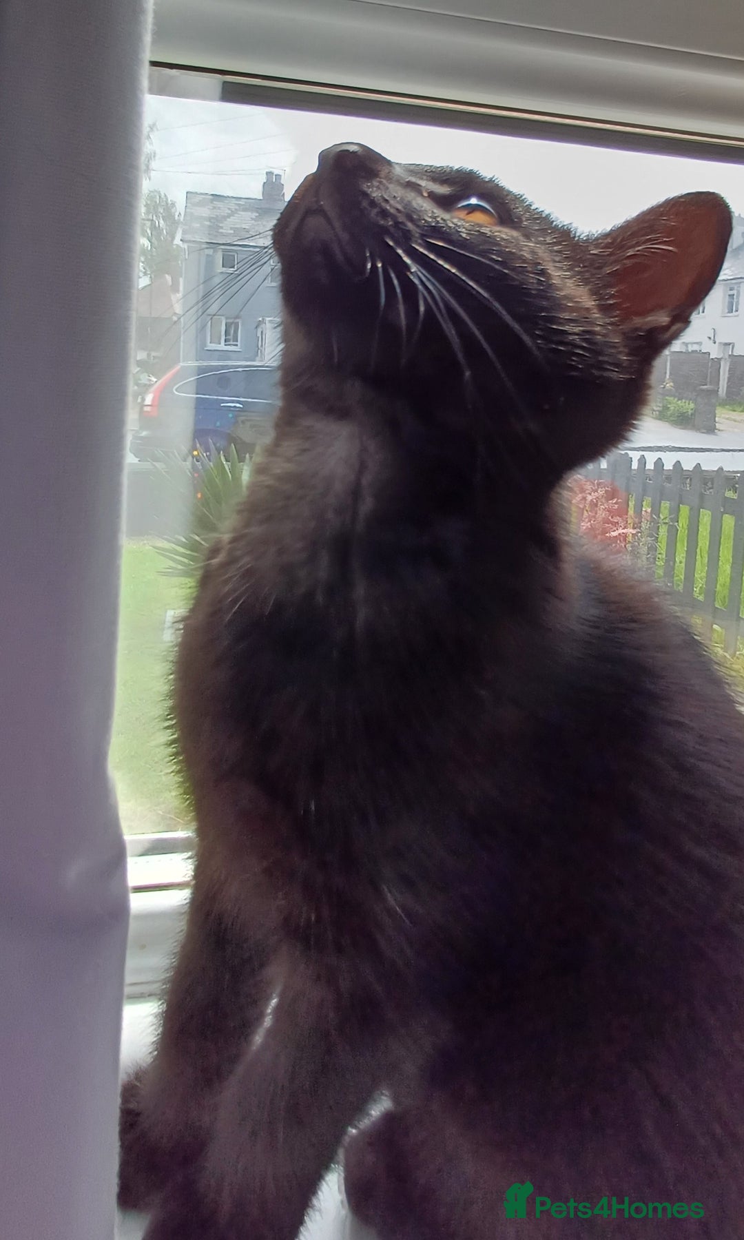 Bombay cats for sale: Black male cat 8 months old - Advert 3