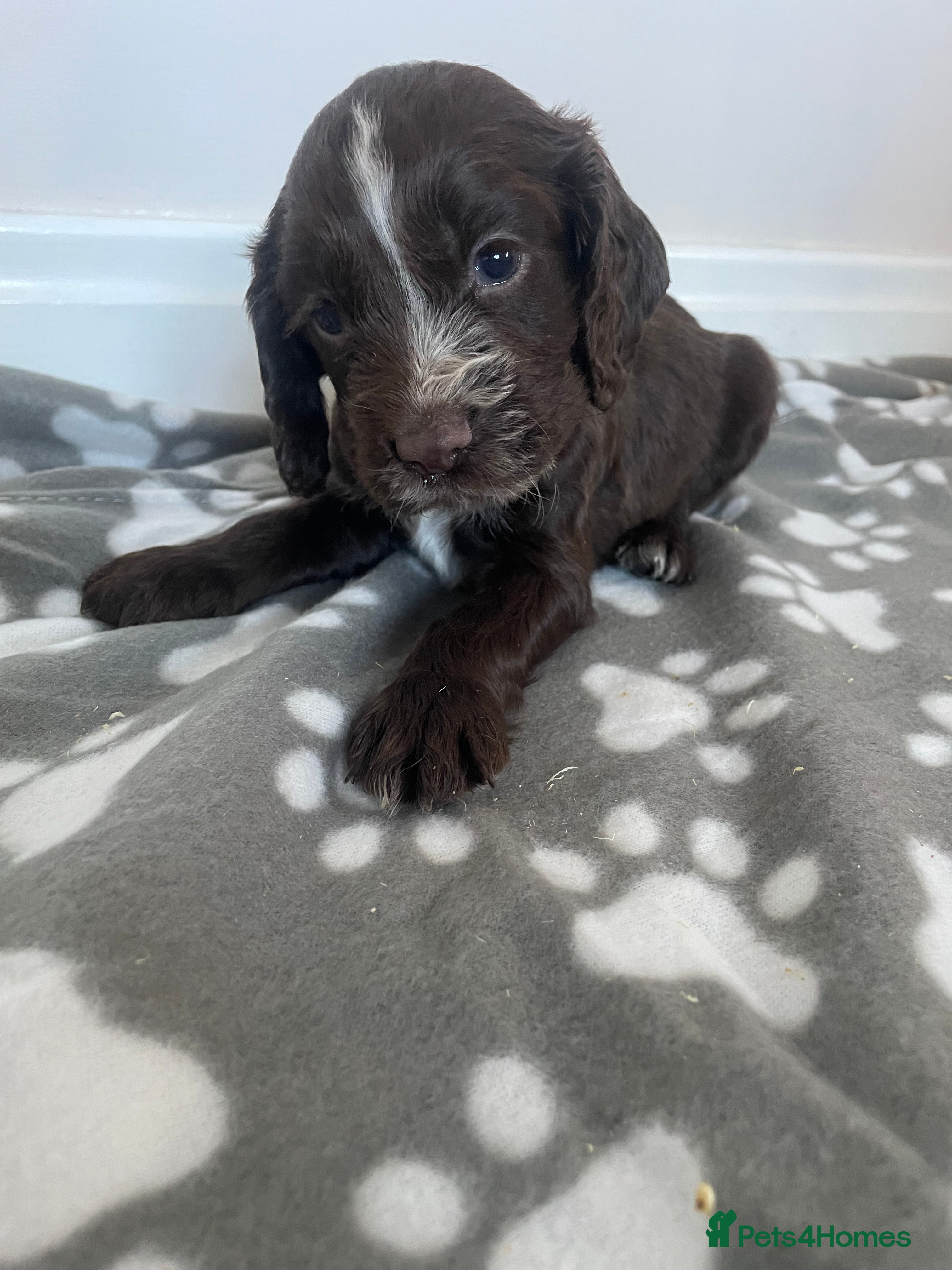 Cocker Spaniel dogs Beautiful KC working cocker spaniel puppies  - Advert 11