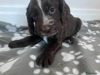 Cocker Spaniel dogs Beautiful KC working cocker spaniel puppies - Advert 2