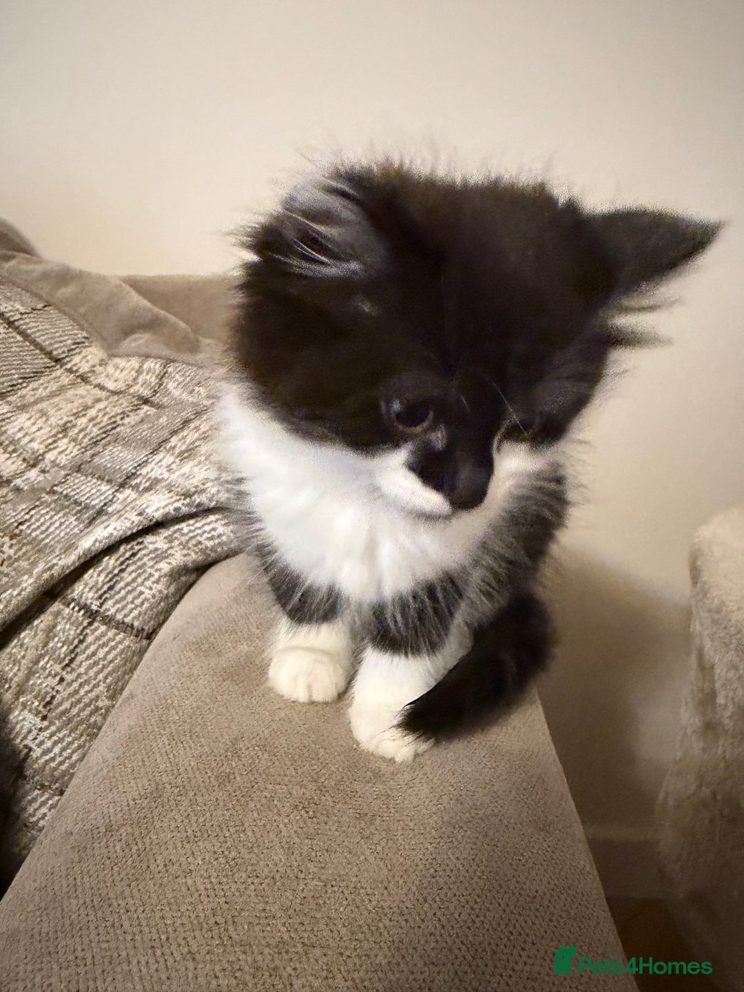 Mixed Breed cats for sale: Four Black and white kittens  - Image 5
