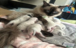 Ragdoll cats for sale: Ragdoll kitten for sale - Image 6