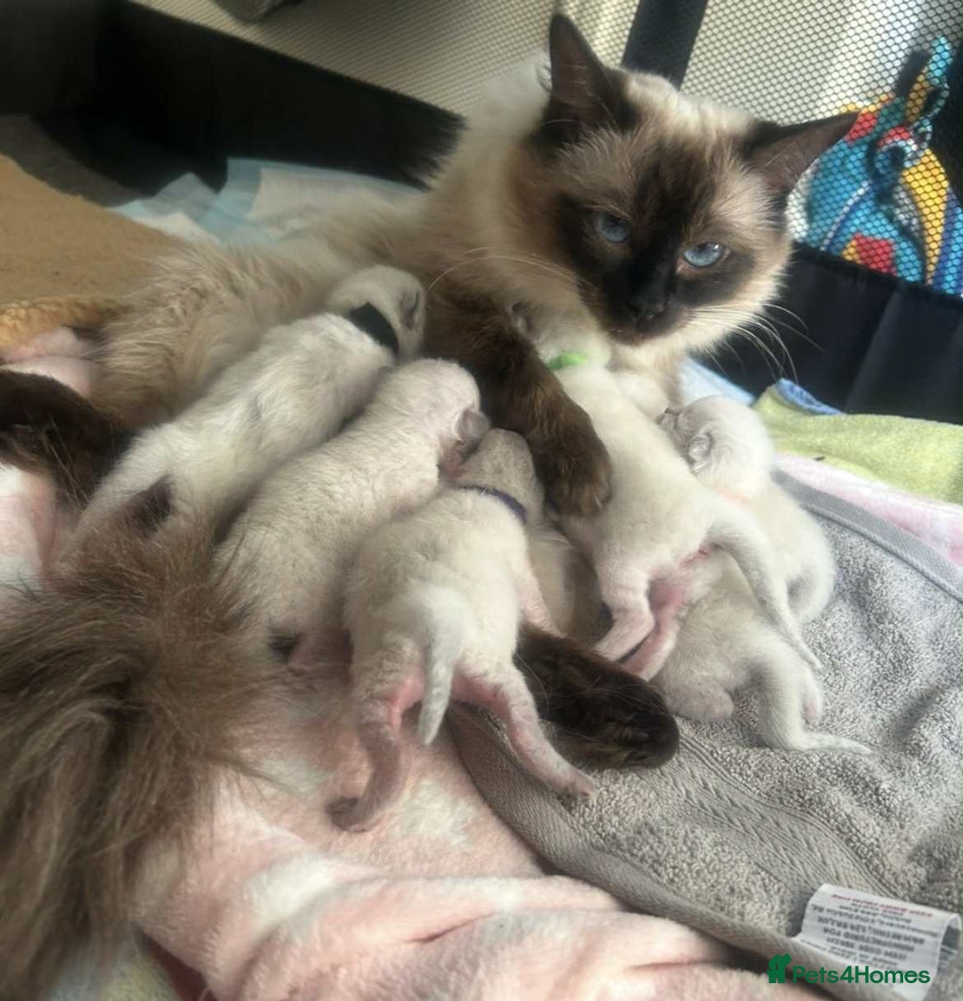 Ragdoll cats for sale: Ragdoll kitten for sale - Image 6