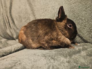 Mixed Breed rabbits Netherland Dwarf buck* last one left** - Advert 7