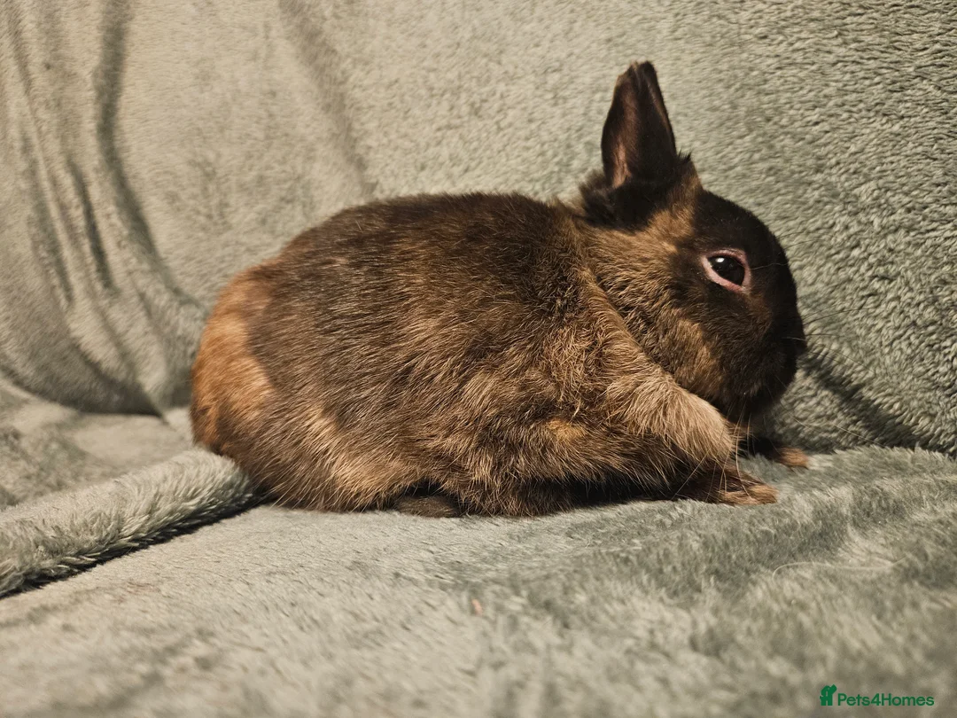 Mixed Breed rabbits for sale: Netherland Dwarf sable buck* last one left** - Advert 6