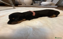 Dachshund dogs for sale: Dachshunds for sale   - Image 4