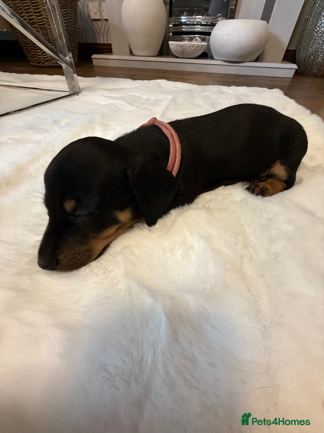Dachshund dogs for sale: Dachshunds for sale   - Image 4