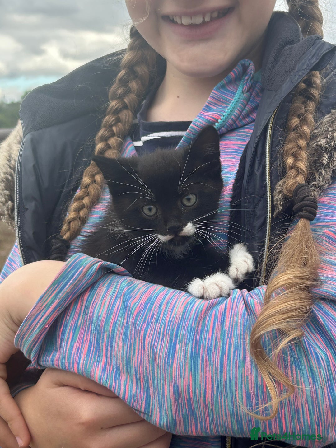 Mixed Breed cats for sale: Beautiful kittens long and short haired  - Image 7