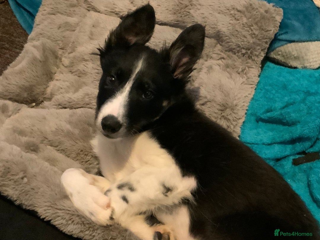 Border Collie dogs for adoption: Meet LOKI !  He desperately needs a Loving Home ! - Image 3