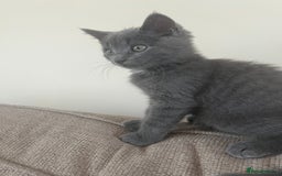 Russian Blue cats for sale: Meet Milo - Russian Blue Mix Kitten - Image 7