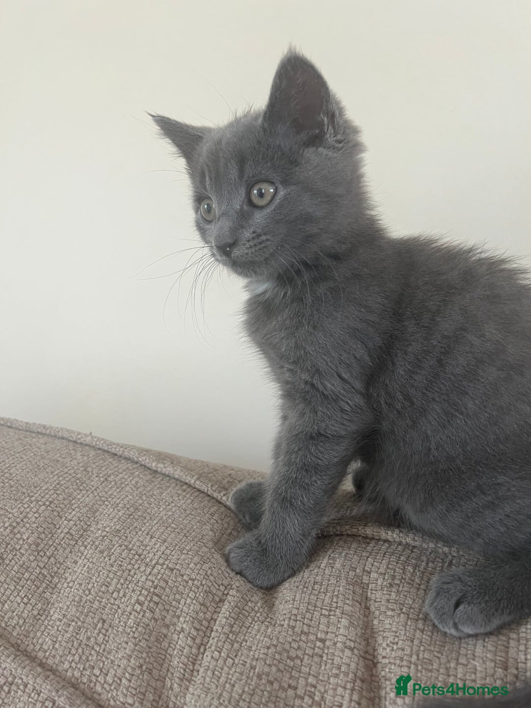 Russian Blue cats for sale: Meet Milo - Russian Blue Mix Kitten - Image 7
