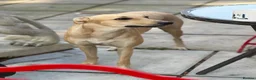 Mixed Breed dogs for sale: Female Lurcher 1 year old - Advert 8