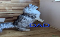 Maine Coon cats for sale: Last Pedigree Maine coon girl READY TO LEAVE  - Image 8