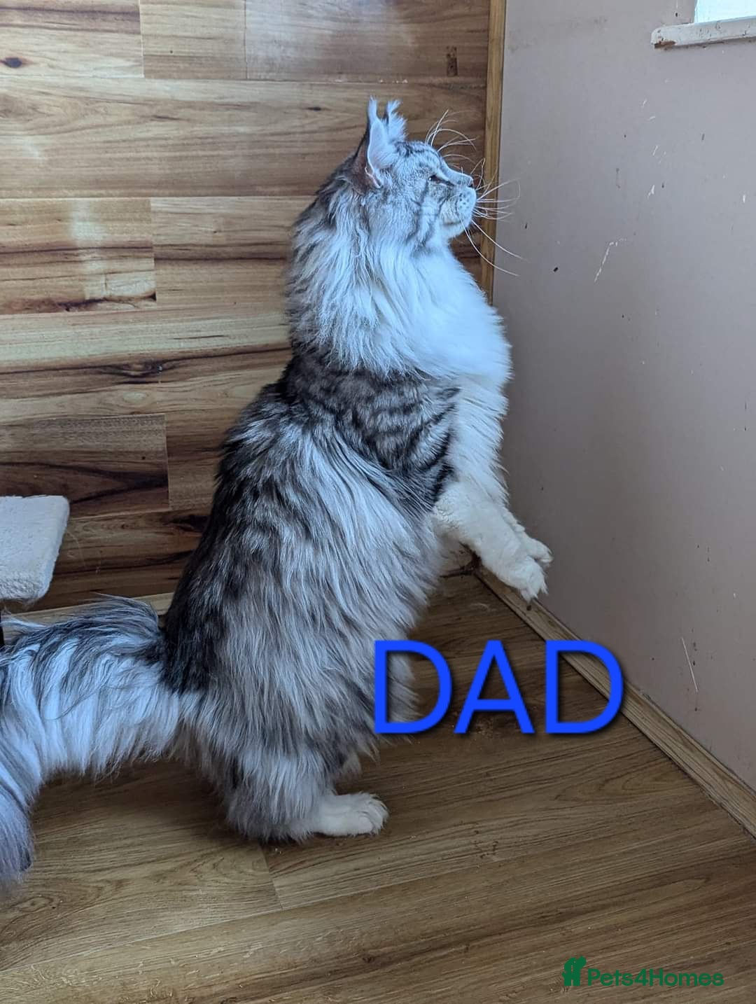 Maine Coon cats for sale: Last Pedigree Maine coon girl READY TO LEAVE  - Image 8