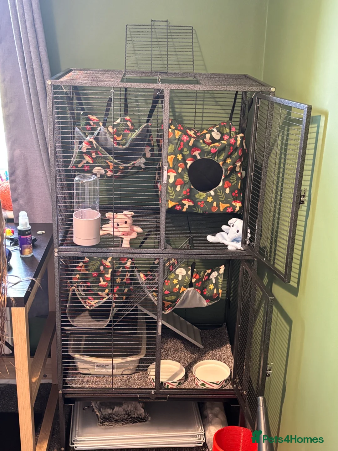 Ferret rodents for sale: Angora Ferrets in Ashford - Advert 4