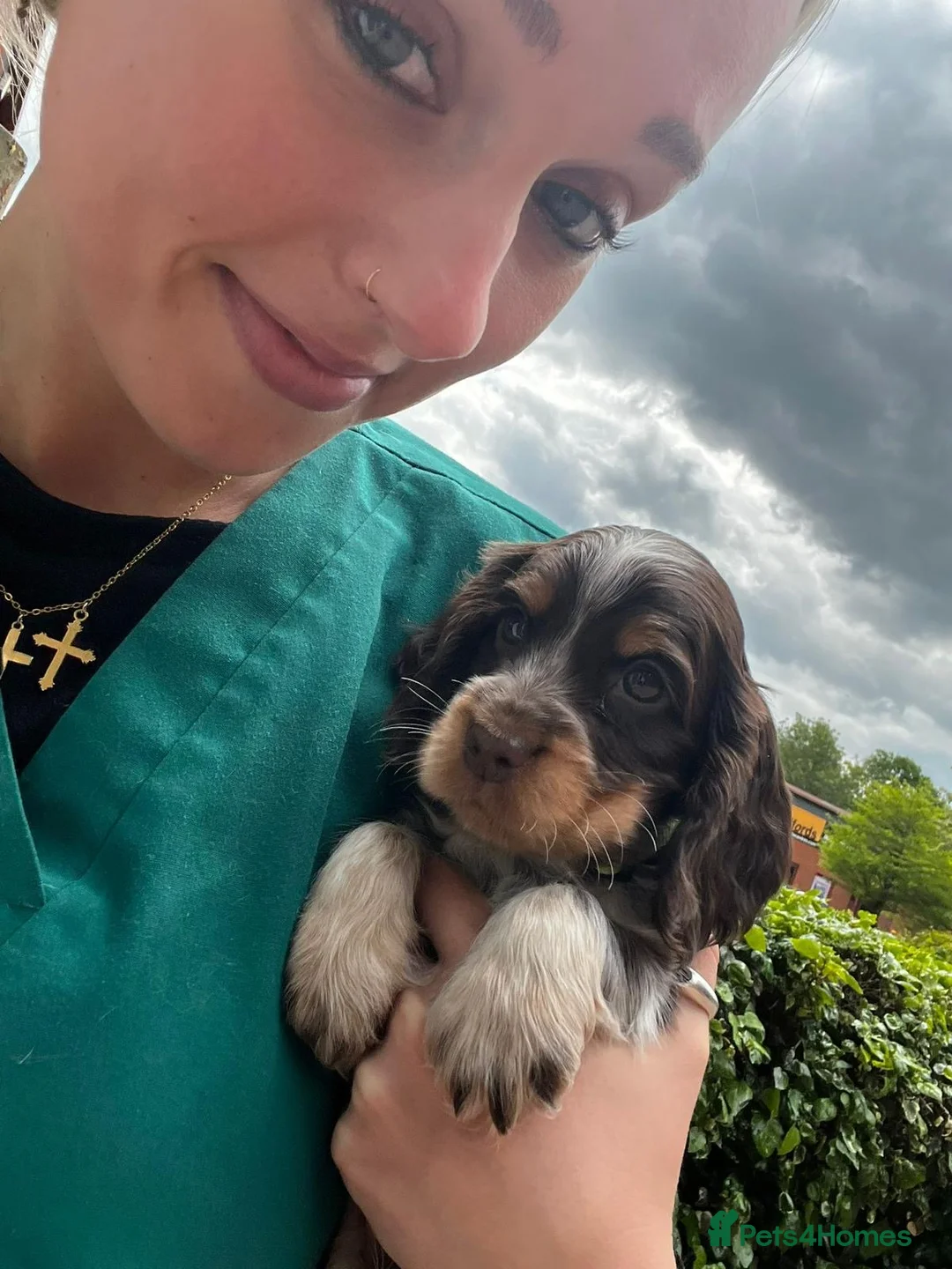 Cocker Spaniel dogs for sale: READY NOW DNA CLEAR LAST MALE CHOCOLATE AND TAN  - Advert 2