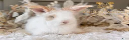 Angora rabbits for sale: Fully Vaccinated Angora Litter - Advert 13