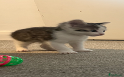 Domestic Shorthair cats for sale: Beautiful kittens - Image 6