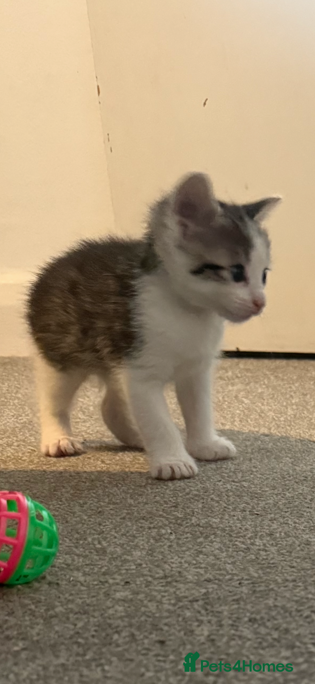 Domestic Shorthair cats for sale: Beautiful kittens - Image 6
