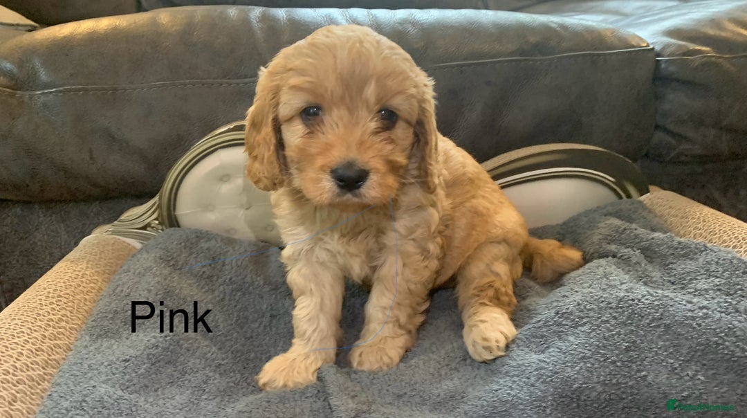 Cavapoo dogs for sale: Outstanding F1 Apricot Cavapoo puppies  - Image 12
