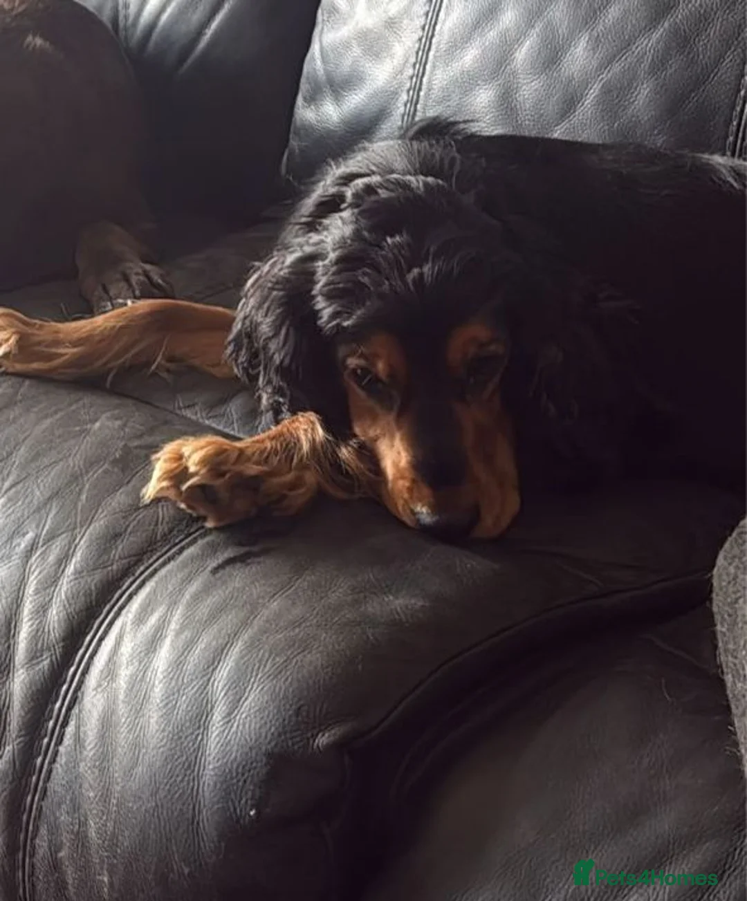 Cocker Spaniel dogs for sale: Meet Lilo looking for her new forever home - Advert 1