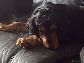 Cocker Spaniel dogs Meet Lilo looking for her new forever home - Advert 2