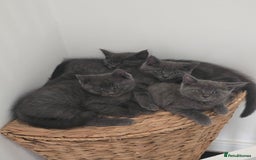 Maine Coon cats for sale: Stunning mainecoon/bsh kittens - Image 5